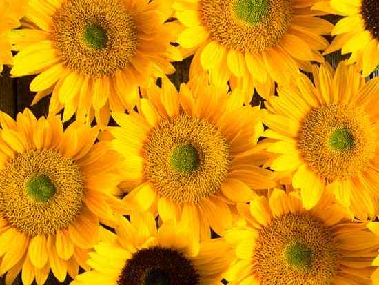 Sunflowers are a bee favorite.